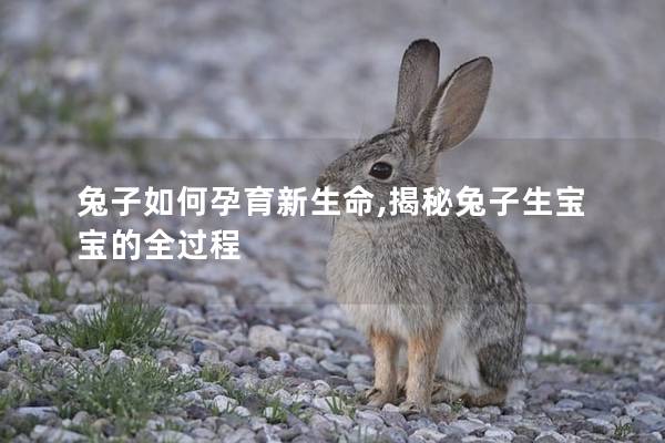 兔子如何孕育新生命,揭秘兔子生宝宝的全过程