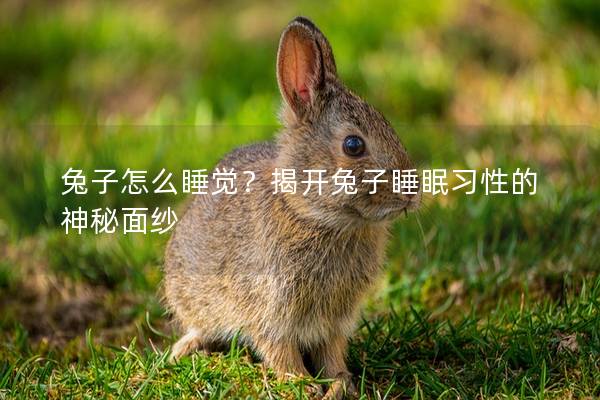 兔子怎么睡觉？揭开兔子睡眠习性的神秘面纱