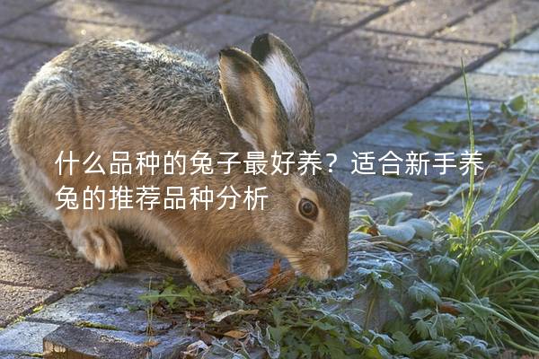 什么品种的兔子最好养？适合新手养兔的推荐品种分析