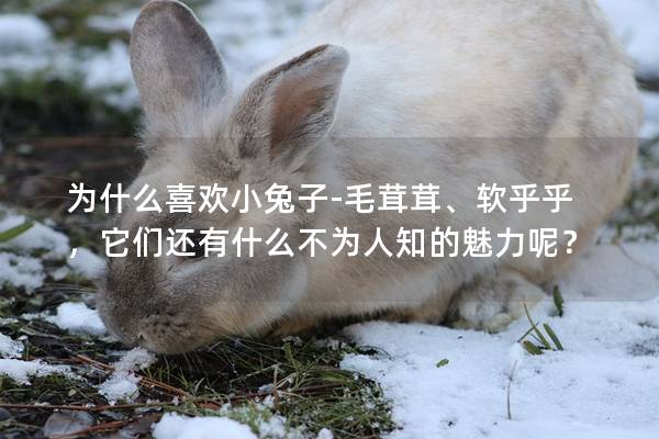 为什么喜欢小兔子-毛茸茸、软乎乎，它们还有什么不为人知的魅力呢？