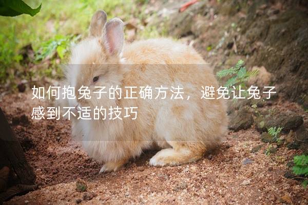 如何抱兔子的正确方法，避免让兔子感到不适的技巧