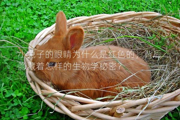 小兔子的眼睛为什么是红色的，背后隐藏着怎样的生物学秘密？