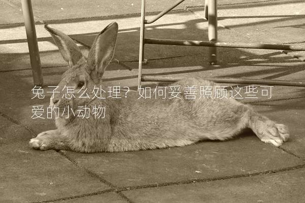 兔子怎么处理？如何妥善照顾这些可爱的小动物