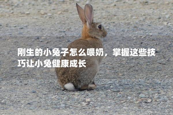 刚生的小兔子怎么喂奶，掌握这些技巧让小兔健康成长