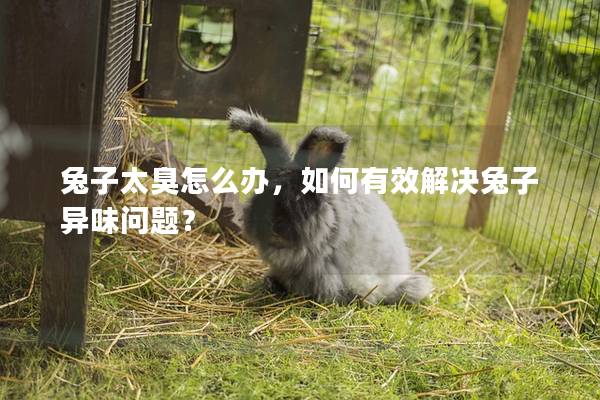 兔子太臭怎么办，如何有效解决兔子异味问题？
