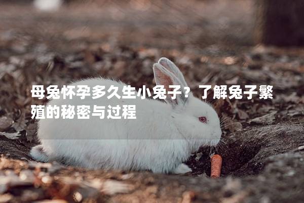 母兔怀孕多久生小兔子？了解兔子繁殖的秘密与过程