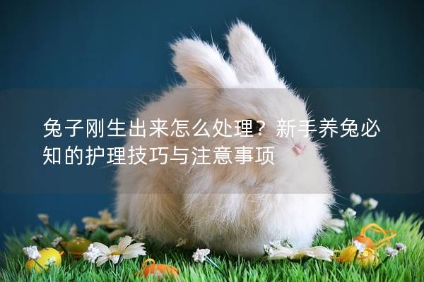 兔子刚生出来怎么处理？新手养兔必知的护理技巧与注意事项