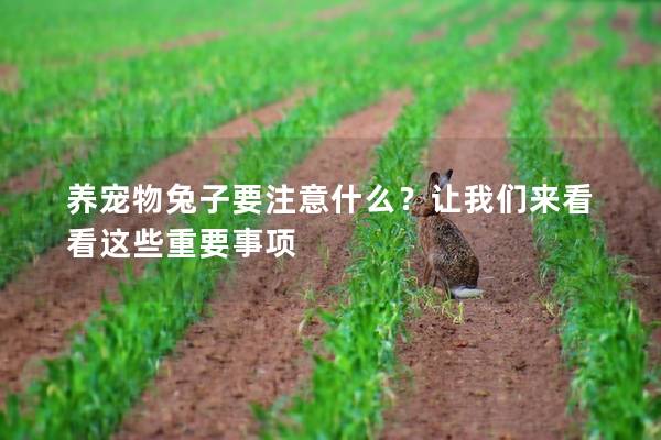 养宠物兔子要注意什么？让我们来看看这些重要事项