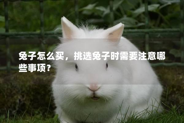 兔子怎么买，挑选兔子时需要注意哪些事项？