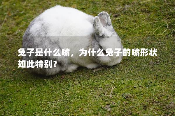 兔子是什么嘴，为什么兔子的嘴形状如此特别？