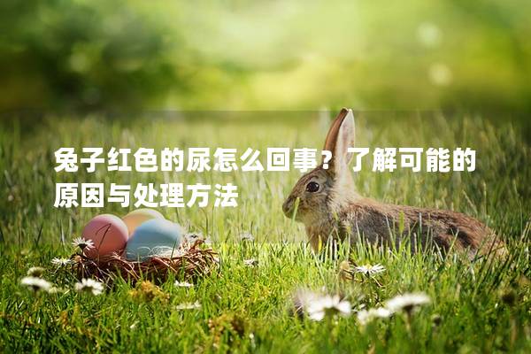 兔子红色的尿怎么回事？了解可能的原因与处理方法