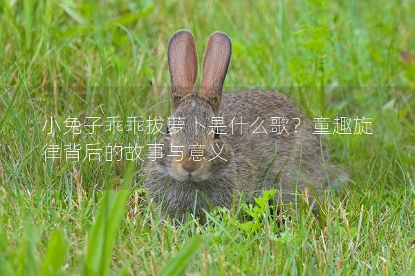 小兔子乖乖拔萝卜是什么歌？童趣旋律背后的故事与意义