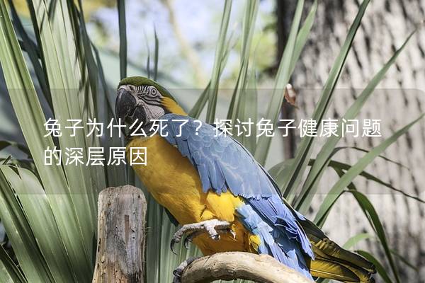 兔子为什么死了？探讨兔子健康问题的深层原因
