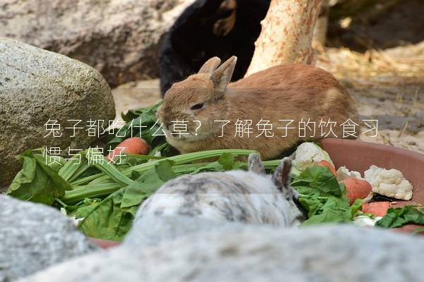兔子都吃什么草？了解兔子的饮食习惯与偏好