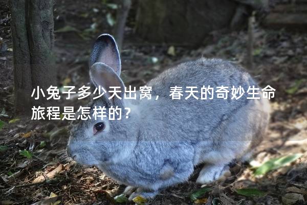 小兔子多少天出窝，春天的奇妙生命旅程是怎样的？