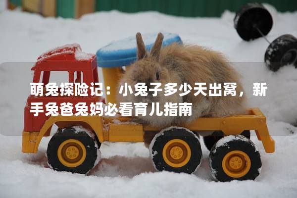 萌兔探险记：小兔子多少天出窝，新手兔爸兔妈必看育儿指南