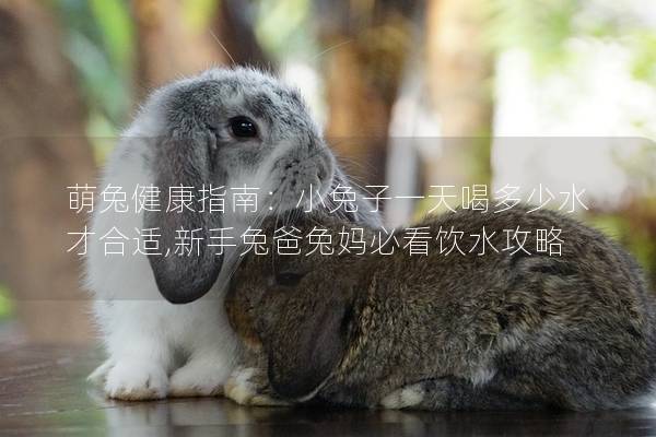 萌兔健康指南：小兔子一天喝多少水才合适,新手兔爸兔妈必看饮水攻略