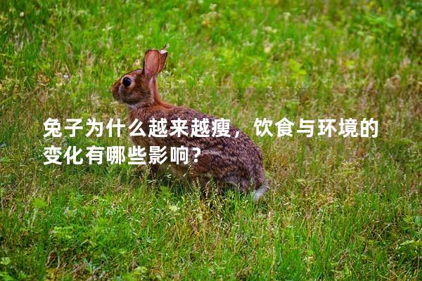 兔子为什么越来越瘦，饮食与环境的变化有哪些影响？