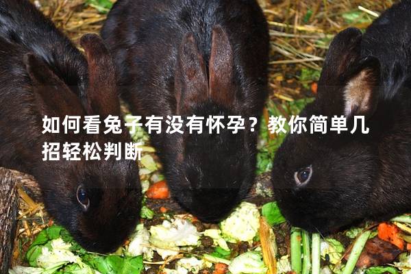 如何看兔子有没有怀孕？教你简单几招轻松判断