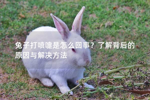 兔子打喷嚏是怎么回事？了解背后的原因与解决方法