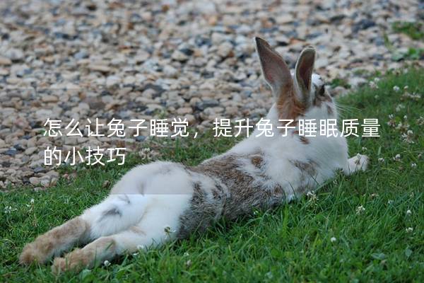 怎么让兔子睡觉，提升兔子睡眠质量的小技巧