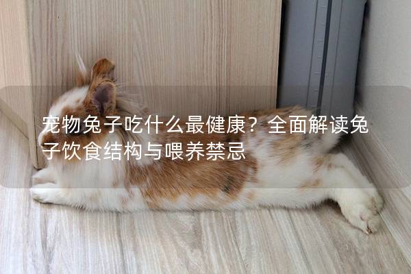 宠物兔子吃什么最健康？全面解读兔子饮食结构与喂养禁忌