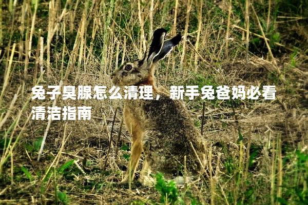 兔子臭腺怎么清理，新手兔爸妈必看清洁指南