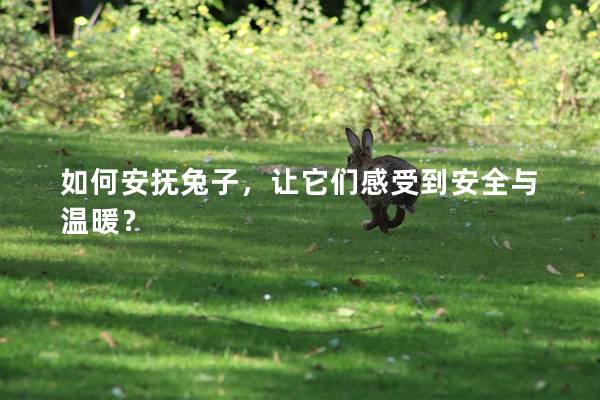 如何安抚兔子，让它们感受到安全与温暖？