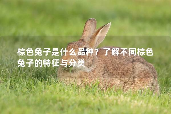 棕色兔子是什么品种？了解不同棕色兔子的特征与分类