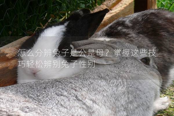 怎么分辨兔子是公是母？掌握这些技巧轻松辨别兔子性别