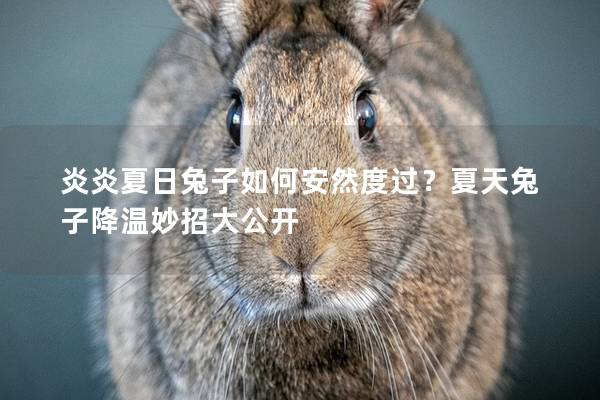 炎炎夏日兔子如何安然度过？夏天兔子降温妙招大公开