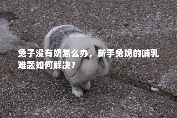 兔子没有奶怎么办，新手兔妈的哺乳难题如何解决？