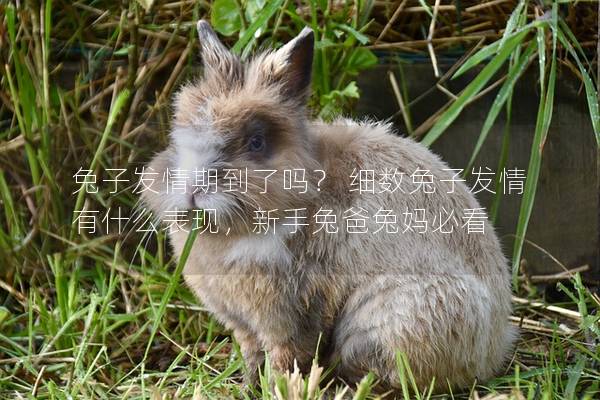 兔子发情期到了吗？ 细数兔子发情有什么表现，新手兔爸兔妈必看