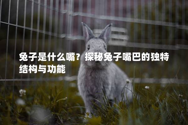兔子是什么嘴？探秘兔子嘴巴的独特结构与功能