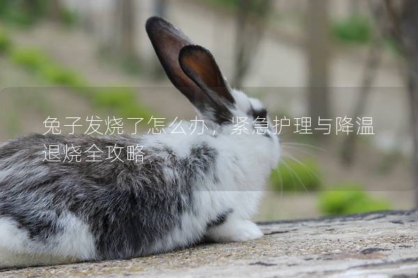 兔子发烧了怎么办，紧急护理与降温退烧全攻略