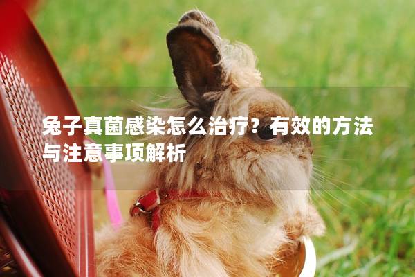 兔子真菌感染怎么治疗？有效的方法与注意事项解析