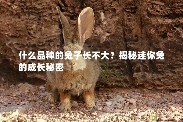 什么品种的兔子长不大？揭秘迷你兔的成长秘密