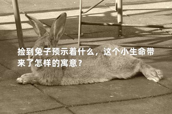 捡到兔子预示着什么，这个小生命带来了怎样的寓意？