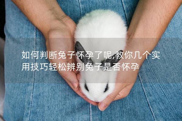 如何判断兔子怀孕了呢,教你几个实用技巧轻松辨别兔子是否怀孕