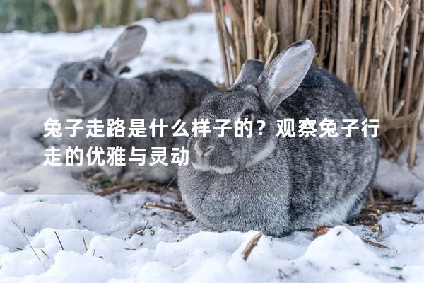 兔子走路是什么样子的？观察兔子行走的优雅与灵动
