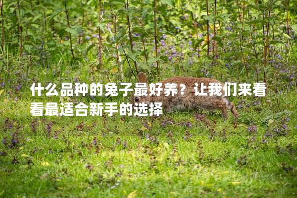什么品种的兔子最好养？让我们来看看最适合新手的选择