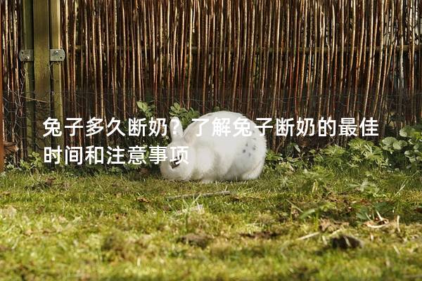 兔子多久断奶？了解兔子断奶的最佳时间和注意事项