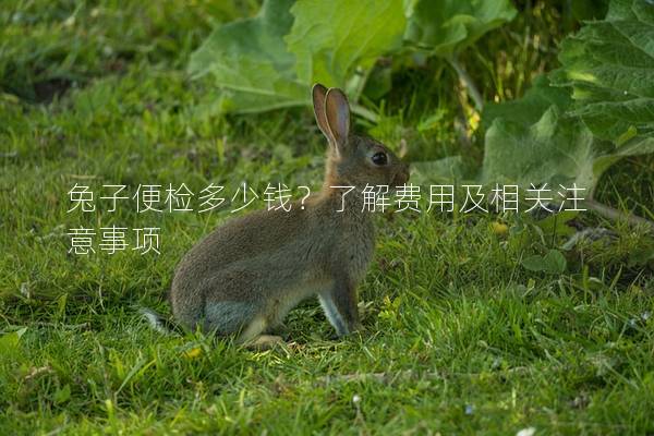 兔子便检多少钱？了解费用及相关注意事项