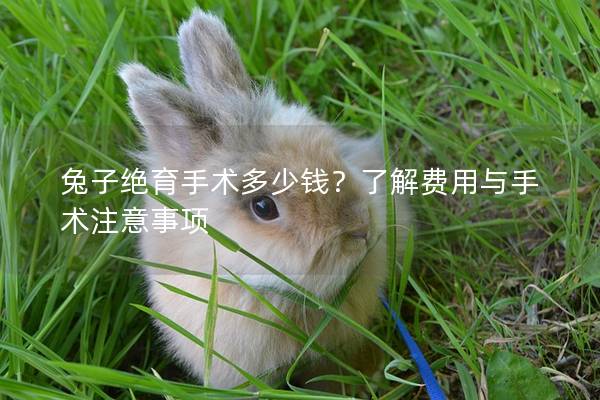 兔子绝育手术多少钱？了解费用与手术注意事项
