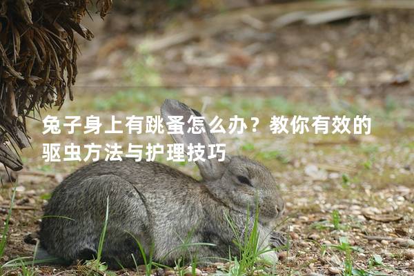 兔子身上有跳蚤怎么办？教你有效的驱虫方法与护理技巧