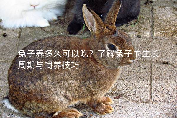兔子养多久可以吃？了解兔子的生长周期与饲养技巧