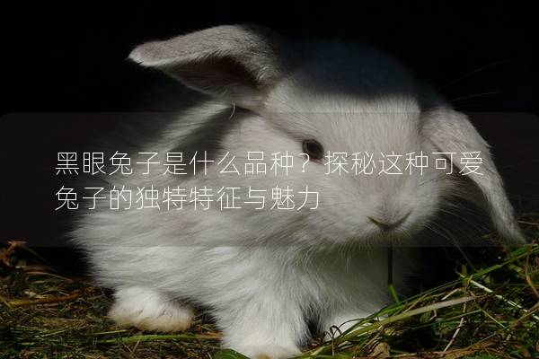 黑眼兔子是什么品种？探秘这种可爱兔子的独特特征与魅力