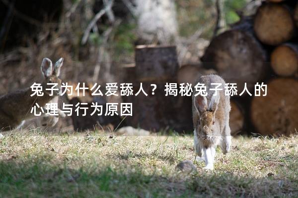 兔子为什么爱舔人？揭秘兔子舔人的心理与行为原因