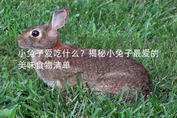 小兔子爱吃什么？揭秘小兔子最爱的美味食物清单