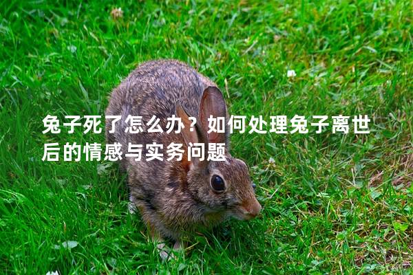 兔子死了怎么办？如何处理兔子离世后的情感与实务问题